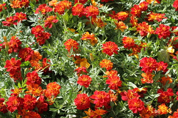 group of orange Marigold or Tagetes for perennial floral garden