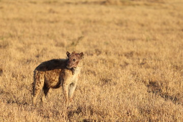 Naklejka na ściany i meble Spotted hyena with a face full of scars, Masai Mara National Park, Kenya.