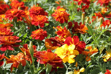 Obraz na płótnie Canvas beautiful orange and yellow Tagetes or Marigold for colorful garden