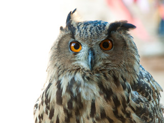 Mature owl on white background with eyes wide open
