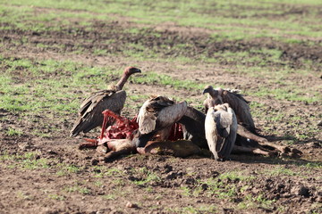 Vultures feeding on a carcass, Masai Mara National Park, Kenya.