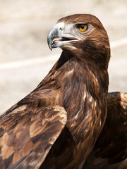Beautiful mature royal eagle looking around