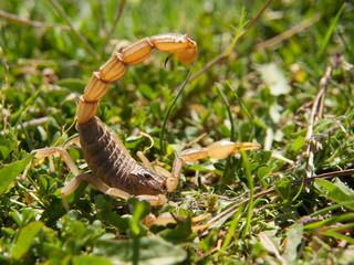 Scorpion preparing to attack on green grass