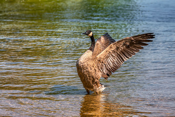Canada Goose