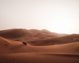 Fototapeta na wymiar a group of camels riding through the Sahara desert at sunrise in Morocco