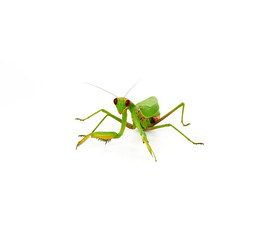 green mantis stands on a white background