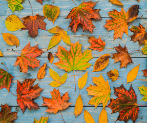Autumn yellow leaves on old blue wooden background.