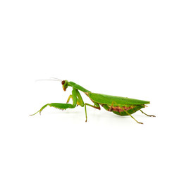 green mantis stands on a white background