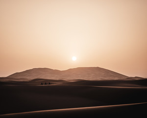 Fototapeta na wymiar a group of camels riding through the Sahara desert at sunrise in Morocco