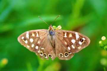 Speckled Wood Butterfly (Pararge aegeria).