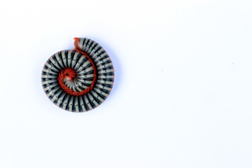 Beautiful millipedes curl up 3