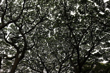 The shade of a large tree 3