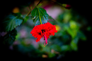 red flower on black background