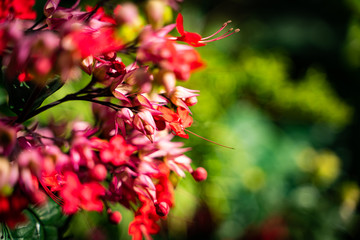 red berries of viburnum on a branch