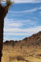 In the Little San Bernardino Mountains, Joshua Tree National Park protects the mystic Yucca...