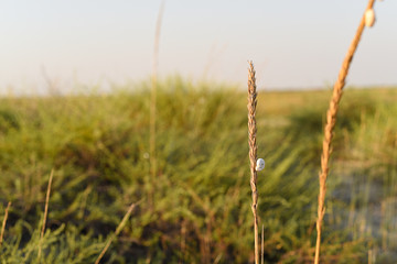 Fototapeta premium golden wheat field and sunny day. rye and snails