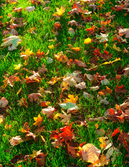 autumn or fall leaf in the green grass garden