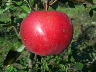 red apples on a tree