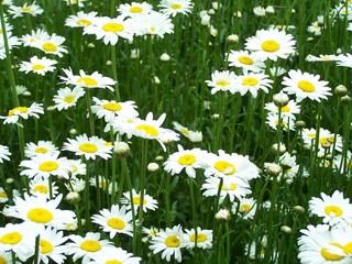 Fototapeta premium field of daisies