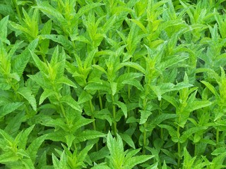 background of green leaves