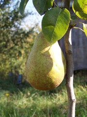 green pears on a tree