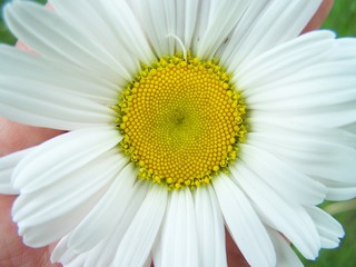 camomile