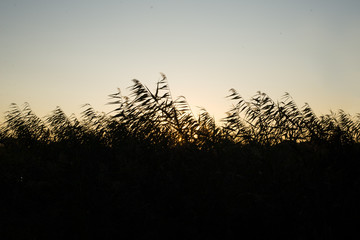Beautiful, romantic evening background of a summer landscape dark and sky. Sunset sun illuminates the shadows of wheat ears. Lomography.