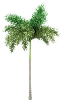 foxtail palm tree isolated on white background