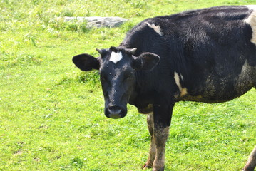 cow in field