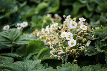 neat garden bed with lush green strawberry bushes, berry ovaries and flowers