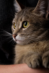 Fototapeta premium Portrait of a beautiful gray cat on a dark background