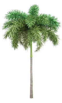 foxtail palm tree isolated on white background