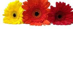 gerbera yellow, red, orange flowers isolated on a white background.