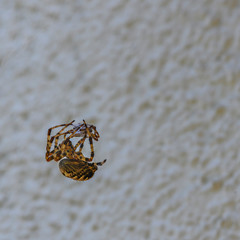 After the fight between two spiders of different size, the smaller has lost and is spun.