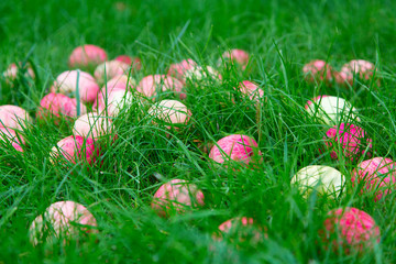 Fresh red apples lie in the green grass.Horizontally.