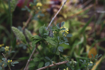  spring wet flowers