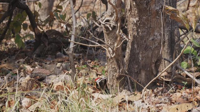 black-rumped flameback feeding at the base of a tree at tadoba andhari tiger reserve in india- 4K 60p