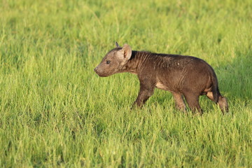 Spotted hyena cub, Masai Mara National Park, Kenya.