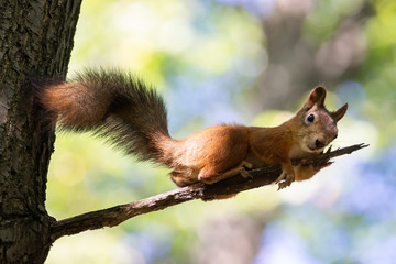 Naklejka na ściany i meble Squirrel on the tree