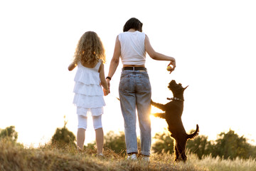Mother with daughter with dog Miniature Schnauzer plays at sunset