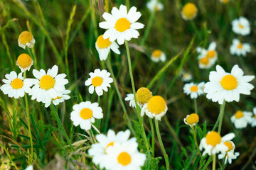 A lot of daisies in the grass. Beautiful wildflowers.
