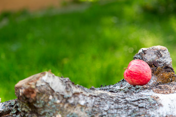  Ripe apples lie on a stump on a background of grass.Horizontally.Vertically.