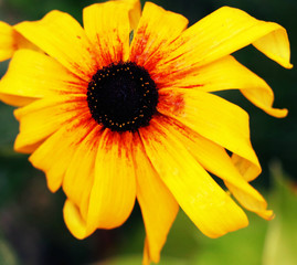 yellow flower