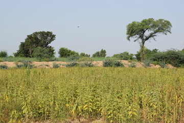 Sesame seed plants in Faisalabad Pakistan