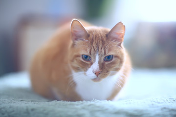Fototapeta na wymiar ginger cat / cute pet beautiful cat, red ginger