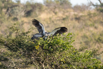 Two White-Backed Vultures building their nest, South Africa.