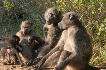 A family of Chacma baboons with a playful baby.