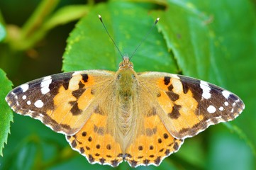 Painted Lady Butterfly (Vanessa cardui).