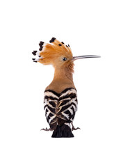 Eurasian Hoopoe (Upupa epops) isolated