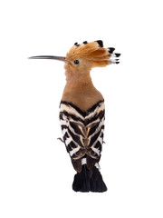 Eurasian Hoopoe (Upupa epops) isolated